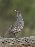 Scaled Quail Calling  Callipepla Squamata  Western USA