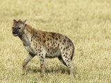 Spotted Hyena (Crocuta Crocuta) Walking in the Masai Mara Game Reserve  Kenya