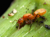 A Young Cecropia Ant Queen (Azteca Isthmica) Cuts into the Soft Tissue of a Cecropia Tree