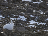 Arctic Hare (Lepus Arcticus) Grise Fiord  Ellesmere Island  High Arctic Nunavut  Canada