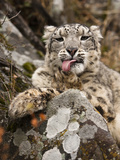 Snow Leopard (Panthera Uncia)  Controlled Situation