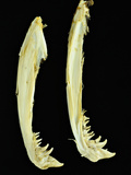 Separated Lower Mandible of a Sexually Mature Male Chinook Salmon (Oncorhynchus Tshawytscha)