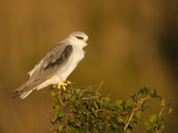 Black-Winged Kite (Elanus Caeruleus)  Masai Mara  Kenya