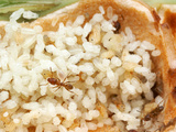 The Hollow Stem of a Cecropia Tree Houses a Colony of Fierce Cecropia Ants (Azteca Alfari)