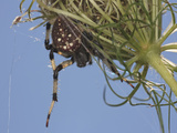 Shamrock Orbweaver Spider (Araneus Trifolium)