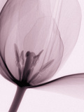 X-Ray of a Tulip Flower
