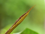 Male Madagascan Twig-Nosed or Spear-Nosed Snake (Langaha Madagascariensis)  Northern Madagascar