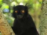 Male Black Lemur Head (Eulemur Macaco Macaco) Lokobe Nature Special Reserve  Northern Madagascar