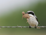 Loggerhead Shrike  Lanius Ludovicianus  with a Horned Lizard Prey  Phrynosoma  in its Bill  Texas