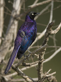 Ruppell's Long-Tailed Starling  Lamprotornis Purpuropterus  Kenya  Africa