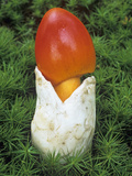 Caesar's Amanita (Amanita Caesarea)  Ohio  USA