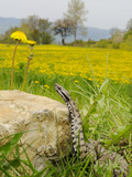 Asp Viper (Vipera Aspis) Near a Dandelion Field  Italy