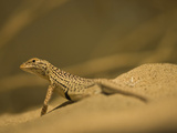 Desert Fringe-Toed Lizard (Uma Notata)  Sonoran Desert  Arizona  USA