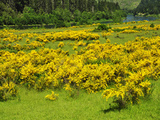 Scotch Broom (Cytisus Scoparius)  an Invasive Shrub That Is Taking over a Meadow