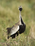 Black-Bellied Bustard (Eupodotis Melanogaster)  Serengeti National Park  Tanzania
