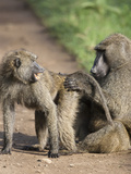 Olive Baboons Grooming (Papio Anubis)  Lake Nakuru  Kenya