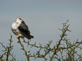 Black-Shouldered Kite (Elanus Caeruleus)  Serengeti National Park  Tanzania