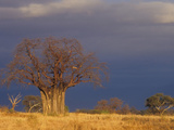 Baobab Tree (Adansonia Digitata)  Masai Mara  Kenya