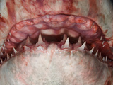 The Ragged Jaw of a Dead Porbeagle Shark Showing its Sharp Teeth (Lamna Nasus)