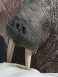 Walrus (Odobenus Rosmarus Rosmarus) on Pack Ice to Rest and Sunbathe