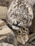 Snow Leopard (Panthera Uncia)  Controlled Situation