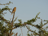 Greater Kestrel (Falco Rupicoloides)  Serengeti National Park  Tanzania