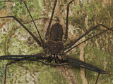 Tailless Whip Scorpion (Amblypygi)  Allpahuayo Mishana National Reserve  Iquitos  Peru