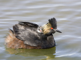 Eared Grebe Female with Young Riding on Her Back (Podiceps Caspicus)  Montana  USA