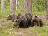 European Brown Bear (Ursus Arctos) Mother and Cubs  Finland