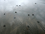 An Olive Ridley Sea Turtle Hatchling (Lepidochelys Olivacea) on its Way to the Distant Sea