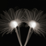 X-Ray of Gerber Daisies
