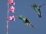 Broad-Billed Hummingbird Males (Cyanthus Latirostris) Nectaring and Hovering at Autumn Sage Flow
