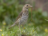Song Thrush (Turdus Philomelos) Eating a Worm  UK