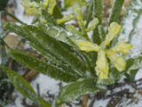 Freezing Rain Coats a Flowering Plant in a Layer of Ice in Early Spring in Colorado