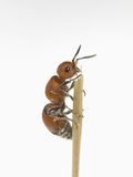 This Insect May Look Like an Ant  But it Is a Wasp with a Very Painful Sting