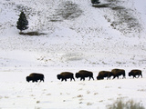 Bison (Bison Bison) Walking in Deep Snow  Yellowstone National Park  USA