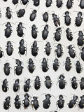 Ground Beetles or Carabid Collection