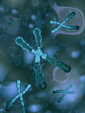 Chromosomes Within a Cell  The Large Chromosome in The Center is Sectioned To Show The Dna Inside