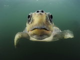 Female Olive Ridley Sea Turtle (Lepidochelys Olivacea) Swimming from the Open Pacific Ocean