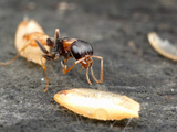 Ant (Pseudomyrmex Boopis)  Panama