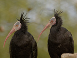 Bald Ibis or Waldrapp (Geronticus Eremita) an Endangered Species  Captive