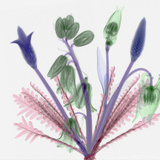 X-Ray of a Bouquet  a Mixture of Flowers and Ferns