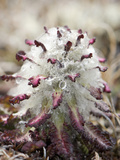 Hairy Lousewort (Pedicularis Hirsuta) the Hairs Protect the Flower Buds from Frosts  Baffin Island