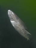 Greenland Shark (Somniosus Microcephalus)  Baie Comeau  Saint Lawrence Estuary  Quebec