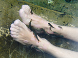 Strikers (Cyprinion Macrostomus Macrostomus)  Lickers (Garra Rufa Obtusa) Fish Therapy Spas