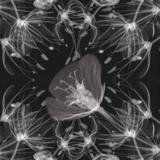 X-Ray of Flowers