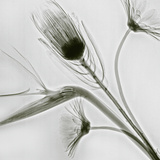 X-Ray of Flowers (Bird of Paradise  Protea  and Daisies)