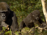 Western Lowland Gorilla (Gorilla Gorilla Gorilla) Mother and Young  Captive