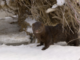 American Mink (Mustela Vison)  USA