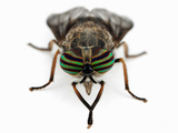 Horse Fly (Tabanus)  California